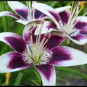 Meet your Posher, Liz